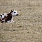 FILE PHOTO: A cow lies on dry grass in a