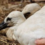 Denmark hopeful about stork population return