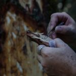 Greece’s fir forests face sharp decline amid changing climate