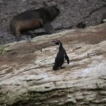Peru battles to save seabirds from disease and climate threats