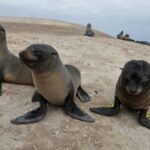 Peru battles to save seabirds from disease and climate threats