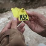 Peru battles to save seabirds from disease and climate threats