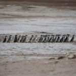 Peru battles to save seabirds from disease and climate threats