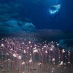 An undated illustration shows the deepest chemosynthetic communities of organisms