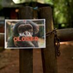 Sierra Leone sanctuary closes in protest over deforestation