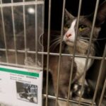 Shelter takes in pets left behind due to ICE raids