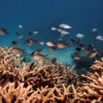 FILE PHOTO: A school of fish swim above a finger