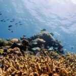 FILE PHOTO: Assorted reef fish swim above a finger coral