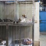 India’s top court orders Delhi authorities to move stray dogs
