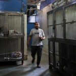India’s top court orders Delhi authorities to move stray dogs