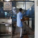 India’s top court orders Delhi authorities to move stray dogs