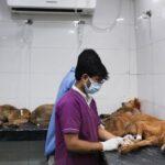 India’s top court orders Delhi authorities to move stray dogs