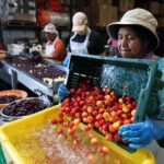 In Michigan’s cherry country, the federal safety net beneath fruit