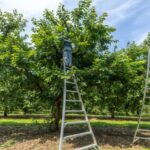 In Michigan’s cherry country, the federal safety net beneath fruit