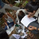 Mexico’s jaguar population is up 30% since 2010, but still