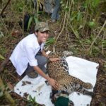 Mexico’s jaguar population is up 30% since 2010, but still