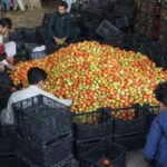 Men sort tomatoes at a wholesale vegetable market, as prices