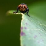 Mexico hinges hope of eradicating screwworm on urgent push to