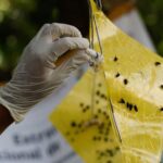 Mexico hinges hope of eradicating screwworm on urgent push to