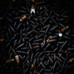 Mexico hinges hope of eradicating screwworm on urgent push to