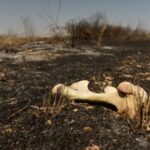 FILE PHOTO: Wildfires ravage a third of Namibia’s flagship national