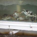 Hairy crabs swim in a tank in Suzhou