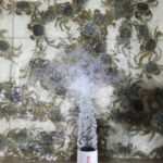 Hairy crabs swim in a tank in Suzhou