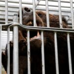 FILE PHOTO: A brown bear gnaws at the cage it