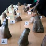 NParks displays rhinoceros horns in the  largest seizure of