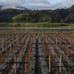 Toxic mines are poisoning Southeast Asia’s rivers, putting millions at