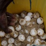 Angolan villagers go from sea turtle hunters to protectors