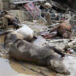 Cow carcasses lie at an area affected by a deadly
