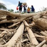 Survivors walk through tree trunks that were stranded in an