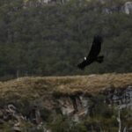 Chile is moving to create the Cape Froward National Park