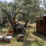 Turkish beekeeper uses air from hives as therapy for ailments