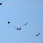 Outbreak of bird flu in Brazil