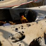 Palestinians inspect the site of an overnight Israeli strike on