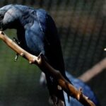 Zoo inaugurates Spix’s Macaw Conservation Center to save endangered species