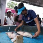 Sri Lankan fishermen hold fishing competetion to cull invasive species
