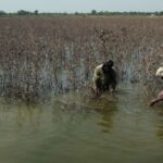 Farmers inspect damaged cotton crop, following monsoon rains and flooding,