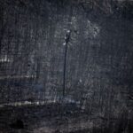 FILE PHOTO: An electricity pole stands among burnt trees following