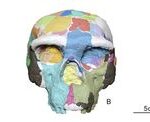 Deformed ancient skull from China offers insight into human origins