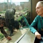 FILE PHOTO: JANE GOODALL LOOKS THROUGH GLASS AT CHIMPS IN