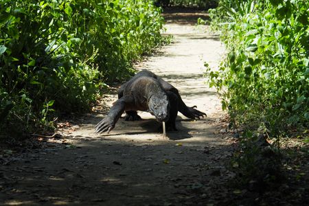 A Komodo Dragon is seen in Komodo National Park