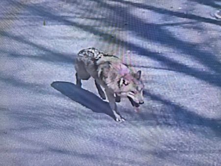 A wolf that went missing after escaping from its enclosure