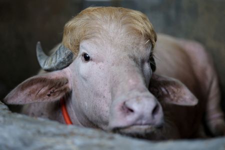 An albino buffalo named after U.S. President Donald Trump in