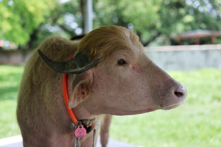 Viral fame spares ‘Donald Trump’ buffalo from Eid sacrifice in Bangladesh