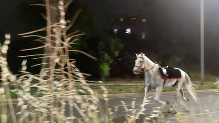 Horses on the loose during rehearsals for a parade to