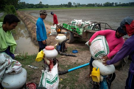 FILE PHOTO: Thai rice farmers choose a risky path, trapped