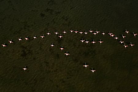 A drone view shows flamingos at the Vjosa-Narta Protected Area,